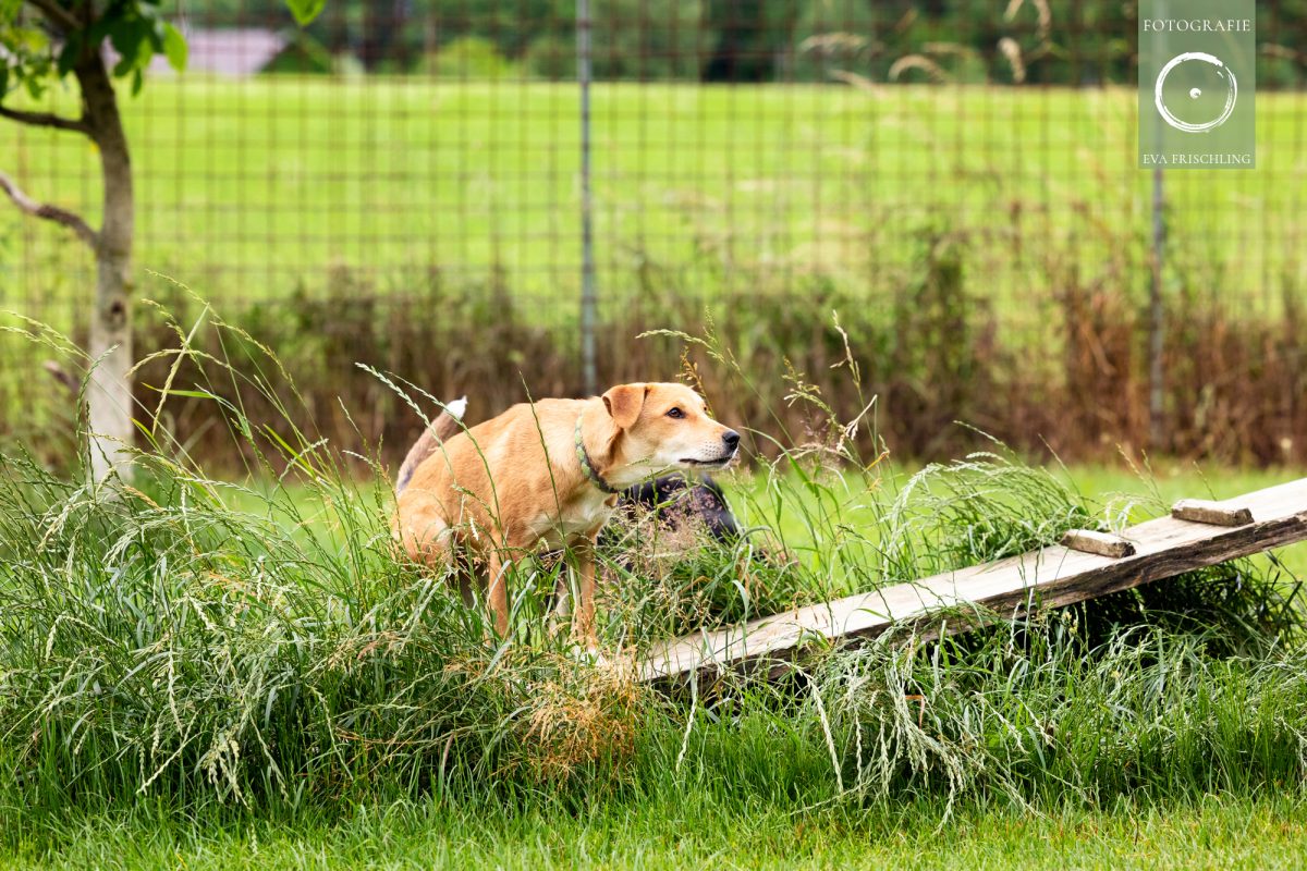 Pfotenhilfe Hunde 2021-3