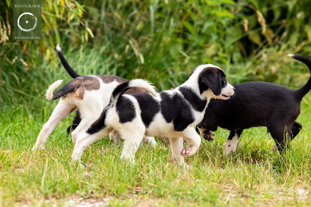 Pfotenhilfe Hunde 2021-31