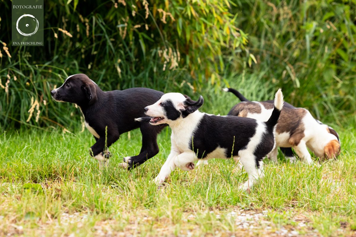 Pfotenhilfe Hunde 2021-32