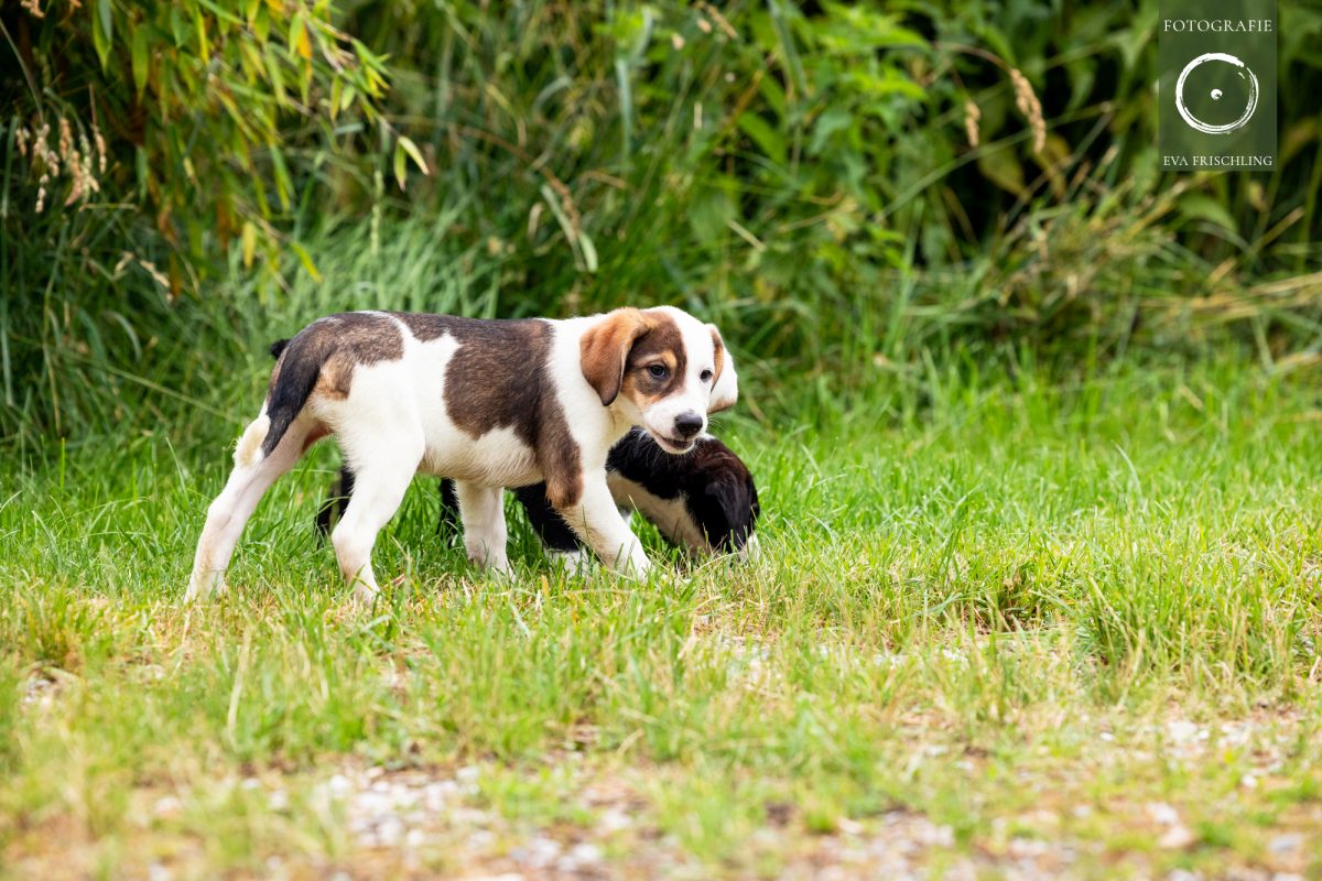 Pfotenhilfe Hunde 2021-33