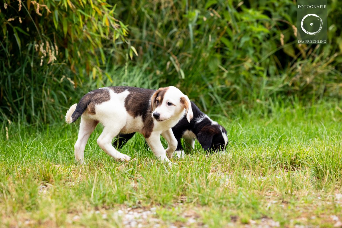 Pfotenhilfe Hunde 2021-34