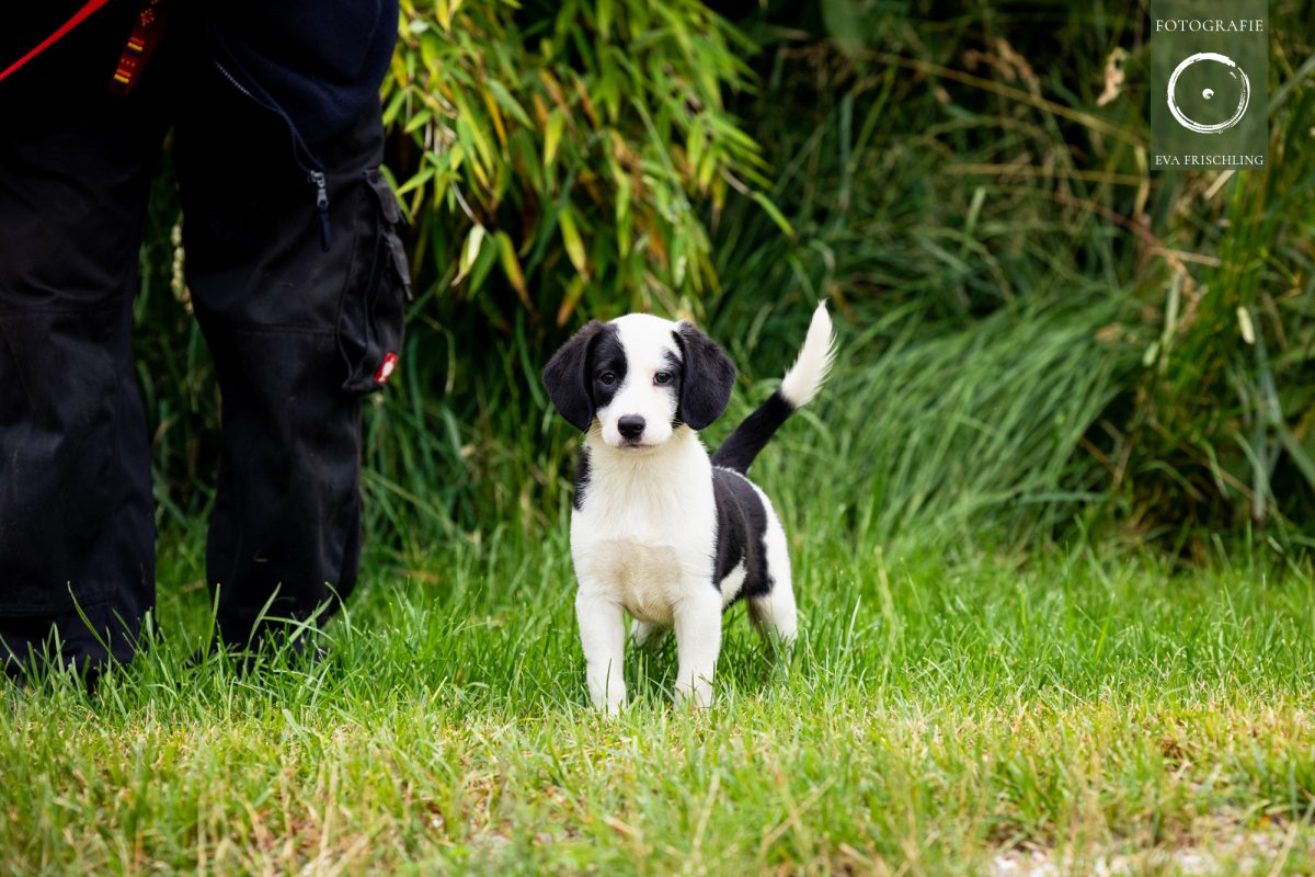 Pfotenhilfe Hunde 2021-35