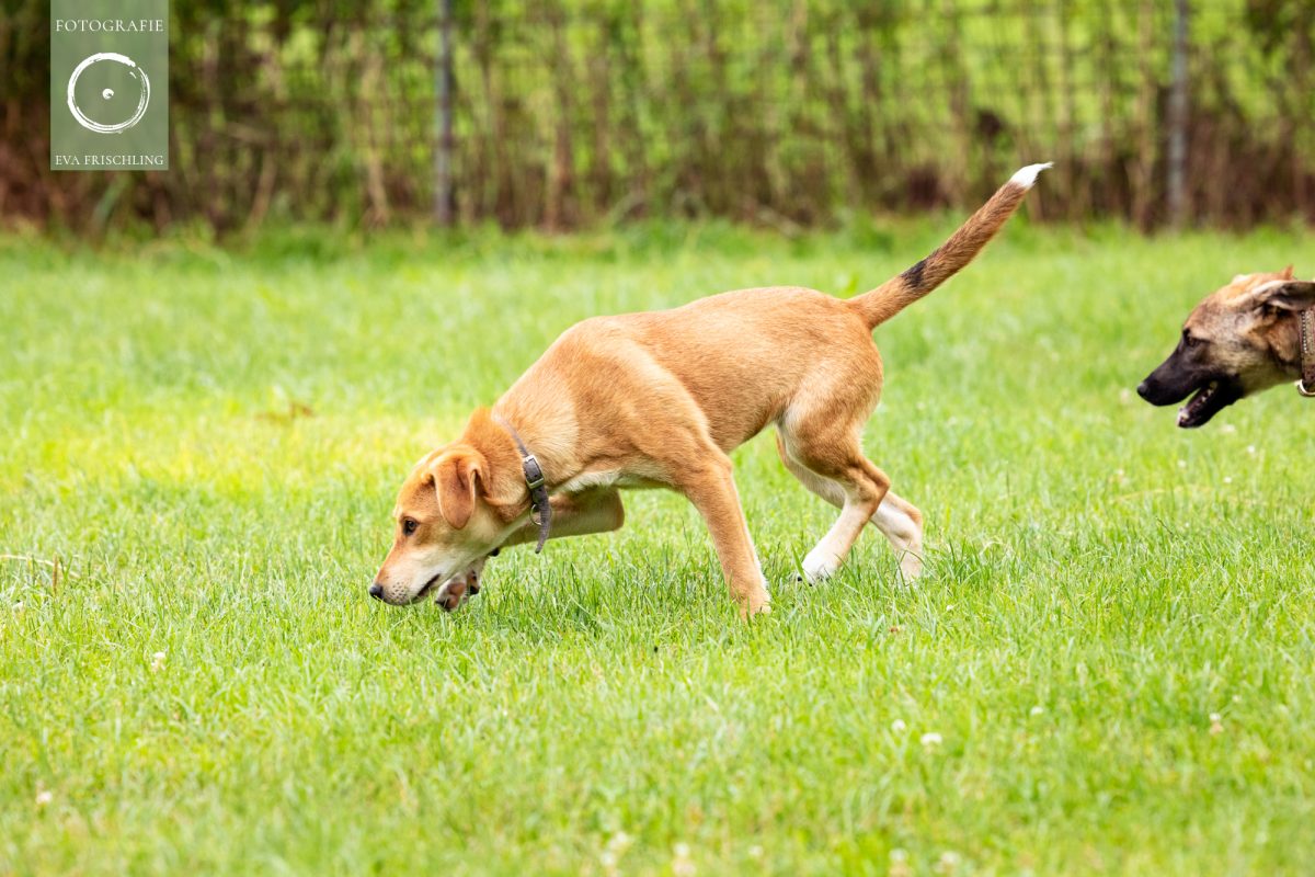 Pfotenhilfe Hunde 2021-4