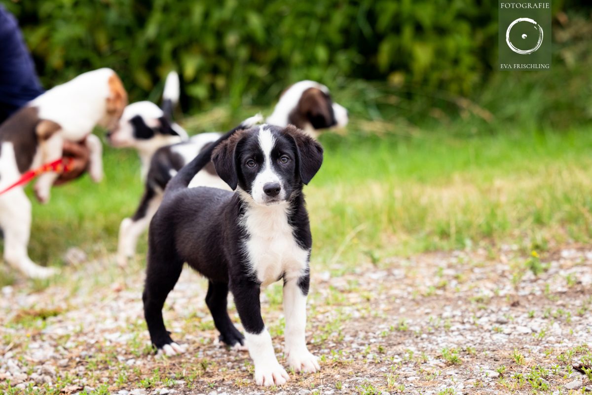 Pfotenhilfe Hunde 2021-40