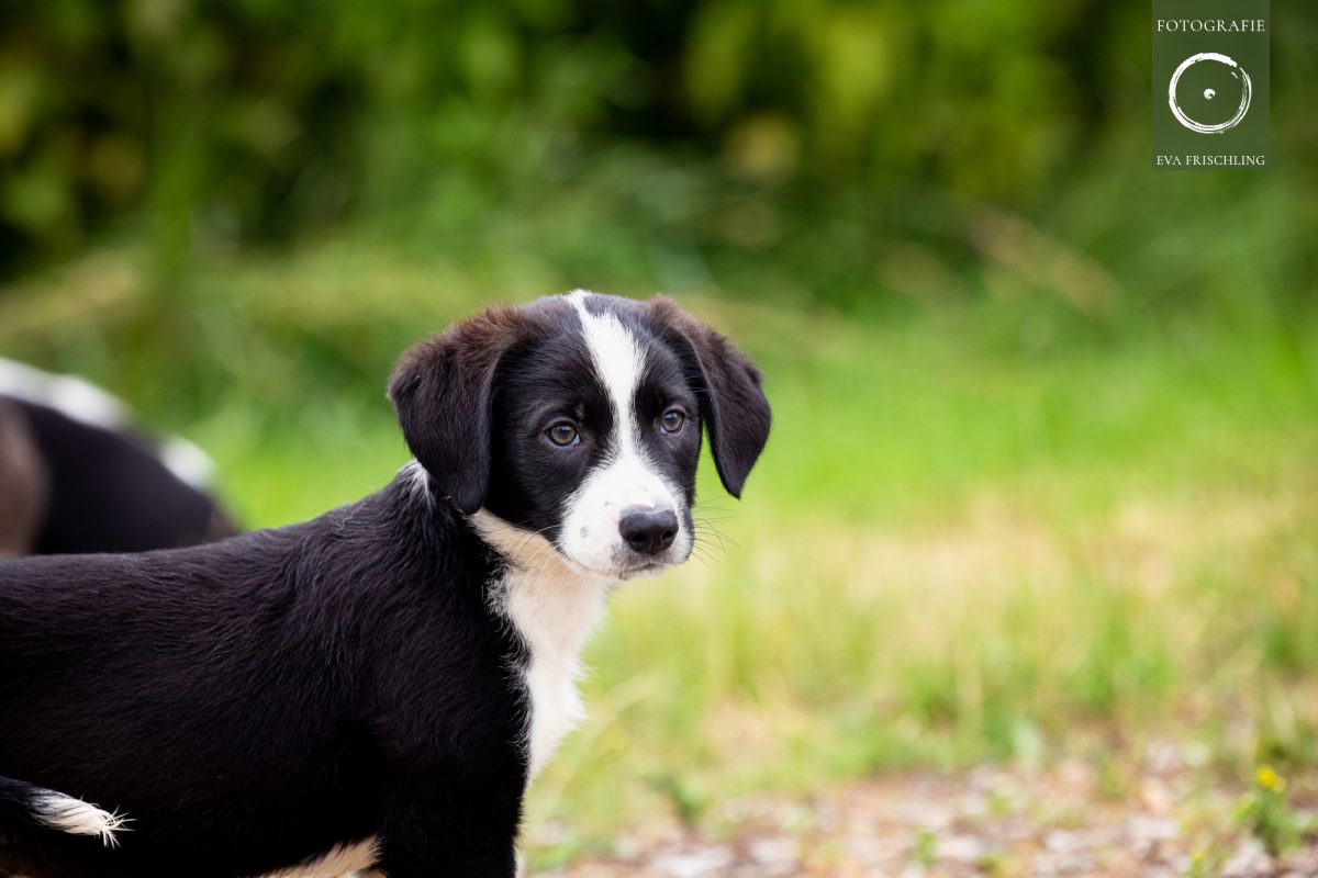 Pfotenhilfe Hunde 2021-41