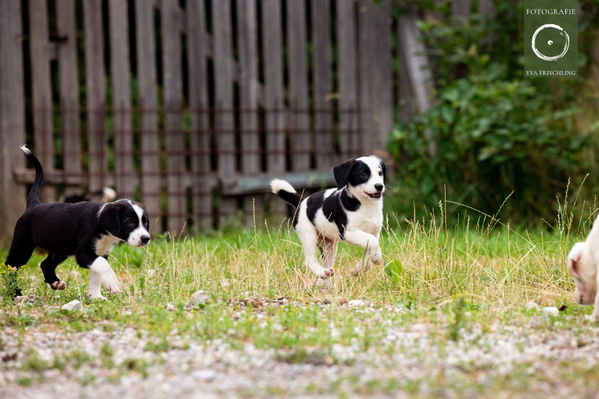 Pfotenhilfe Hunde 2021-45