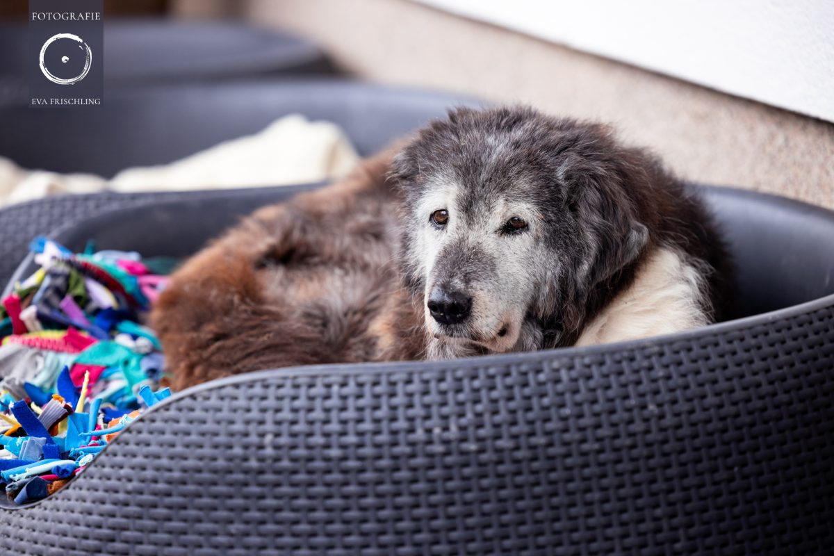 Pfotenhilfe Hunde 2021-48