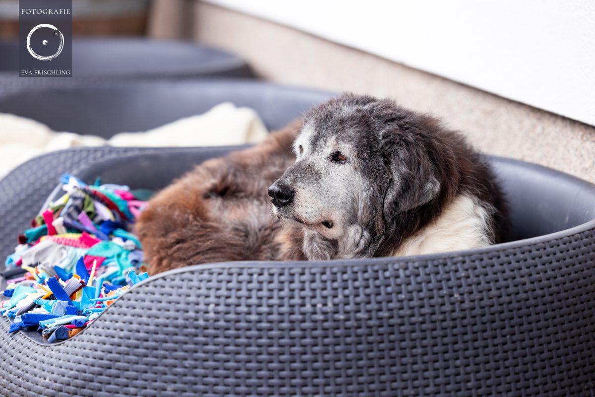 Pfotenhilfe Hunde 2021-49