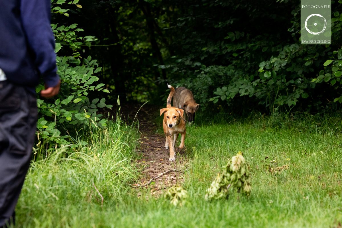 Pfotenhilfe Hunde 2021-5