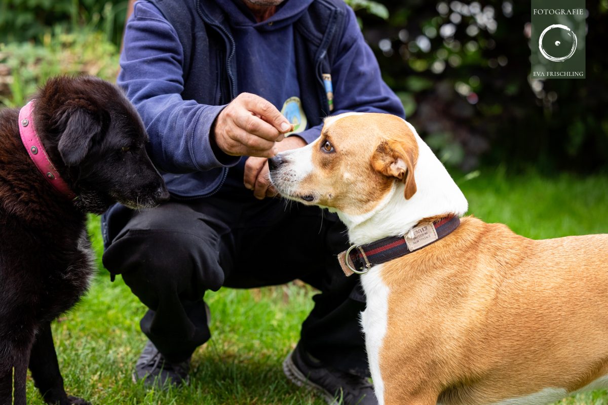 Pfotenhilfe Hunde 2021-51