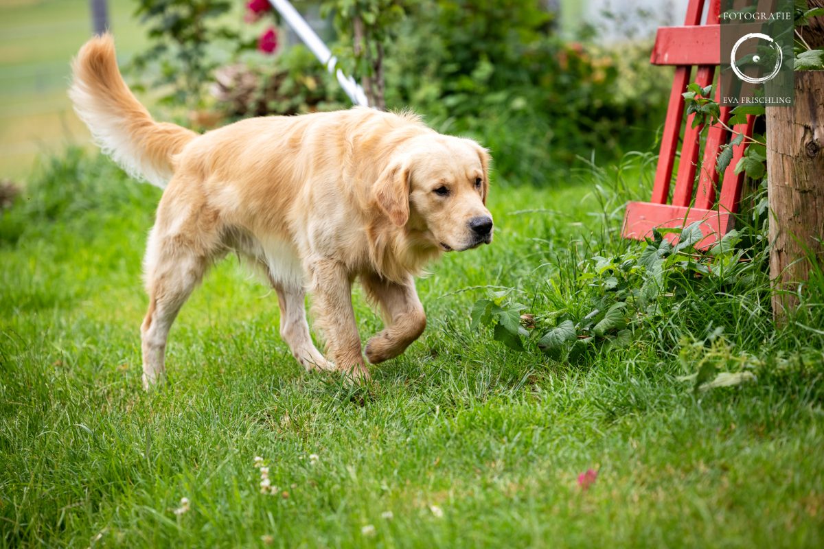 Pfotenhilfe Hunde 2021-53