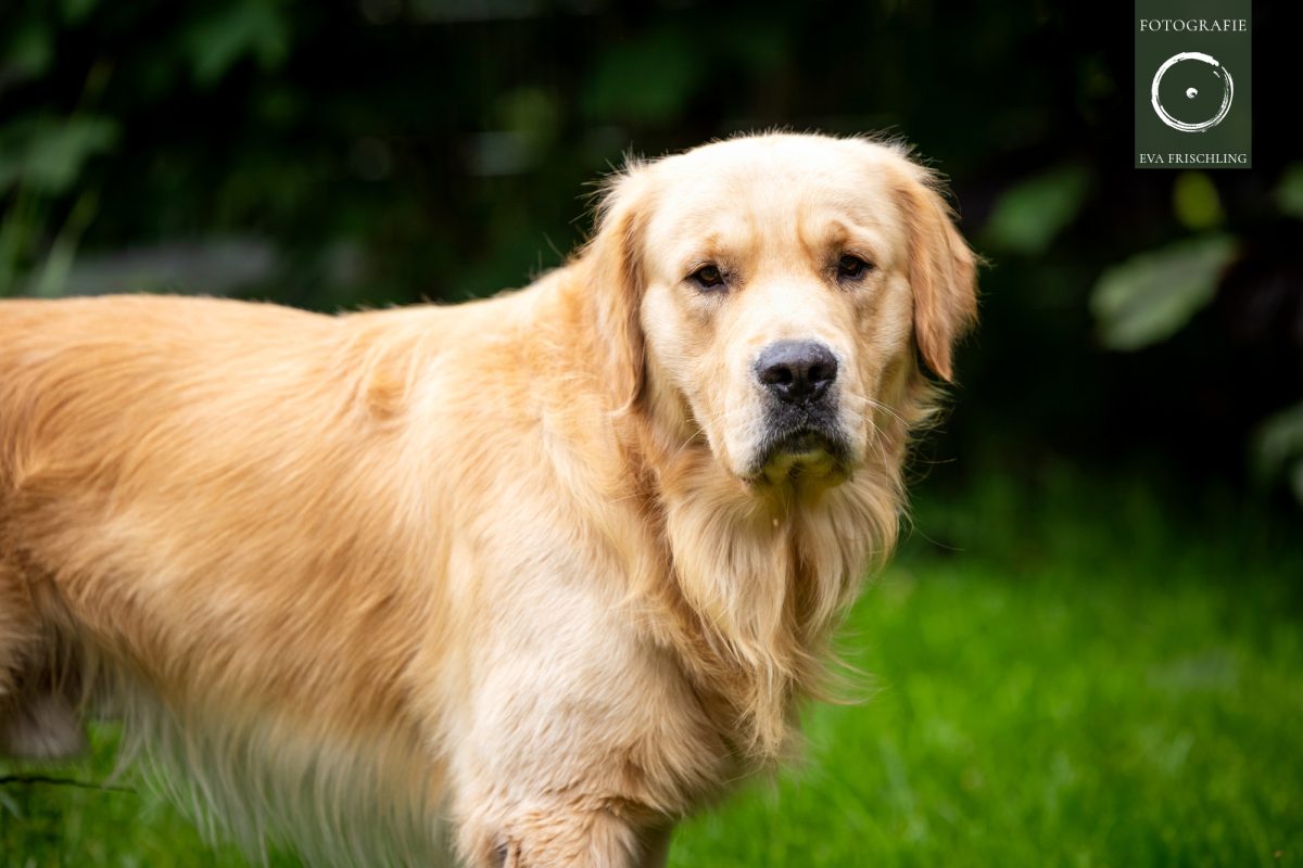 Pfotenhilfe Hunde 2021-54