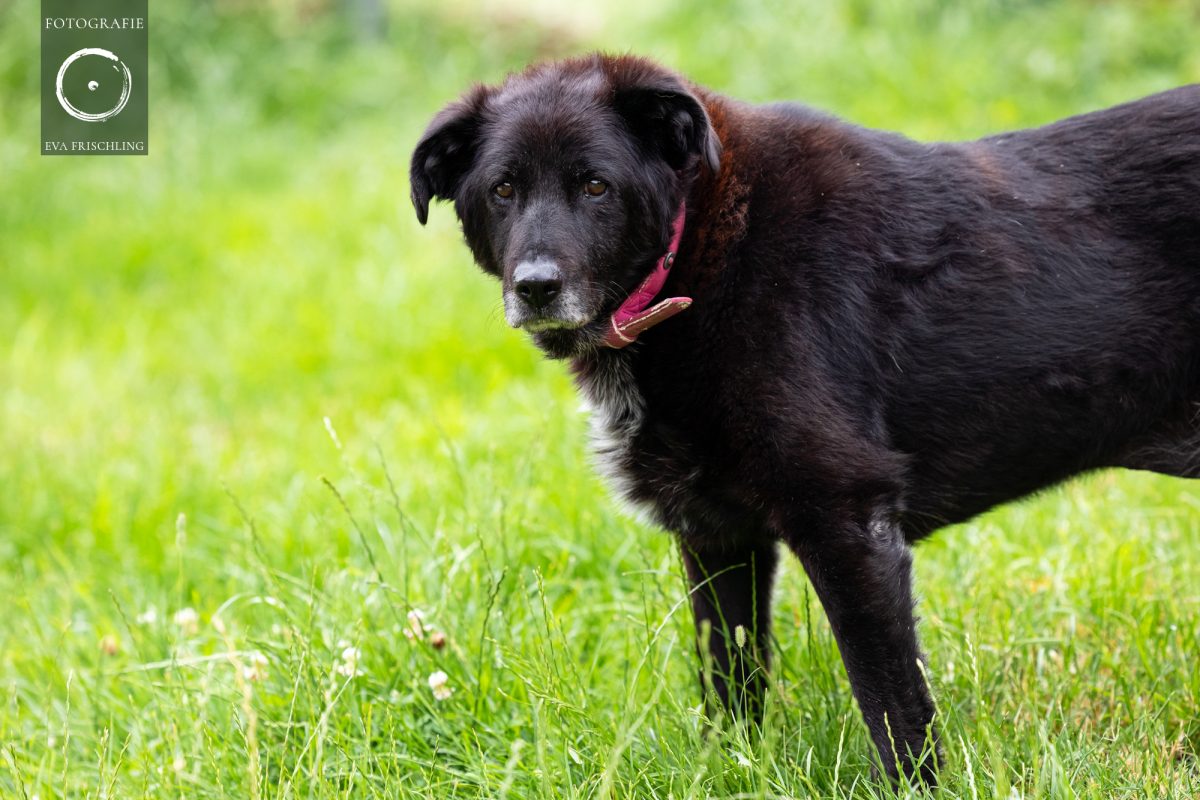 Pfotenhilfe Hunde 2021-57