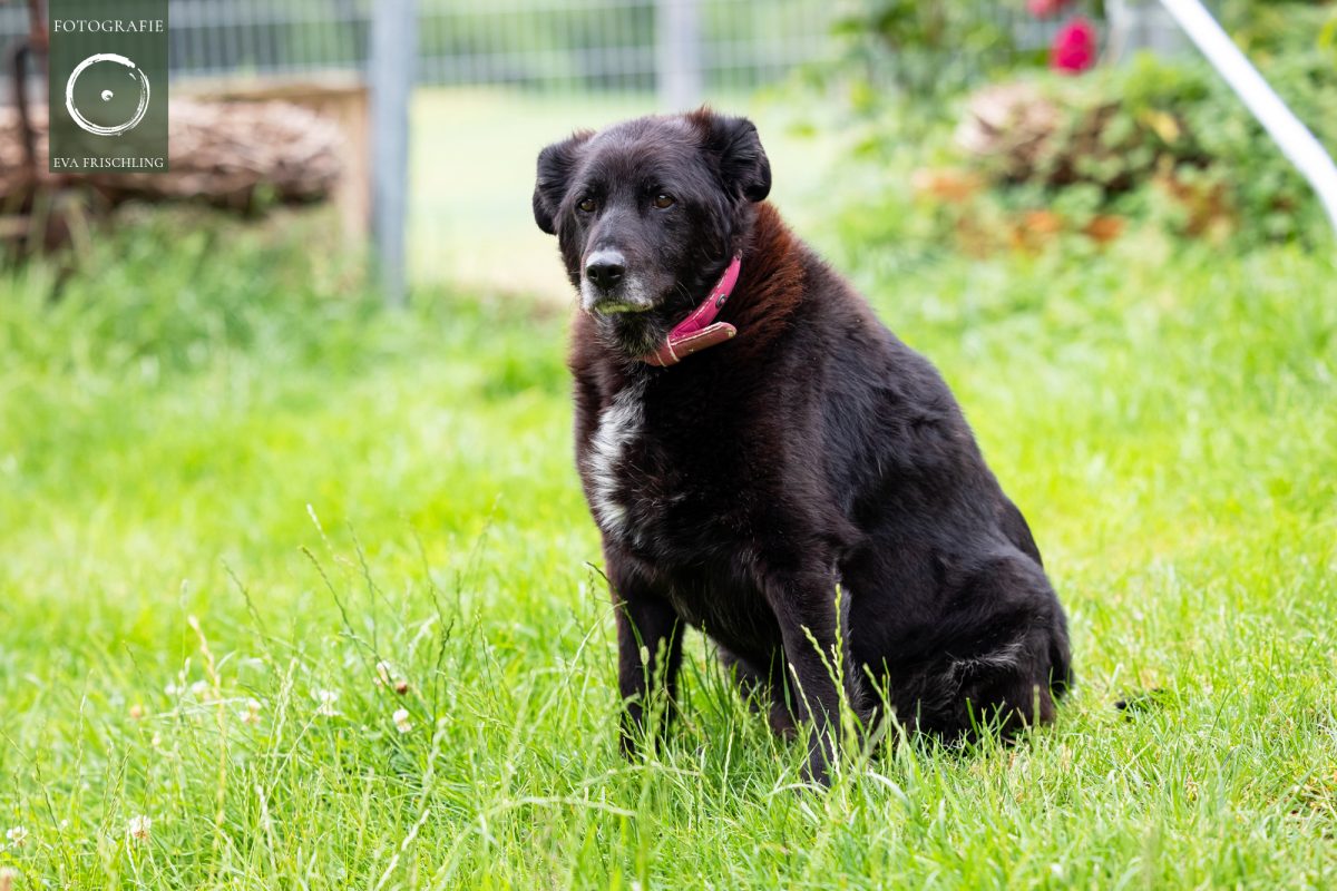 Pfotenhilfe Hunde 2021-58