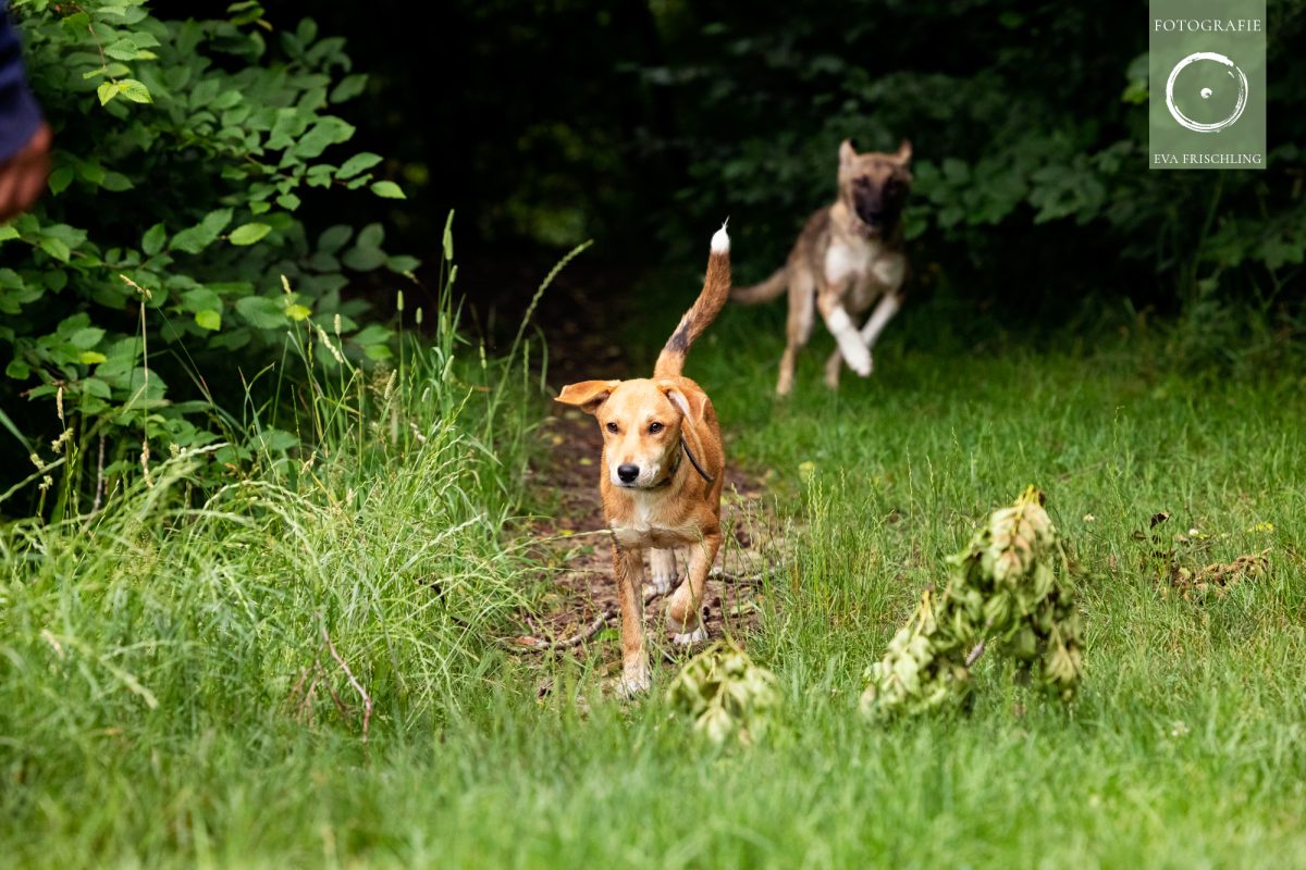 Pfotenhilfe Hunde 2021-6