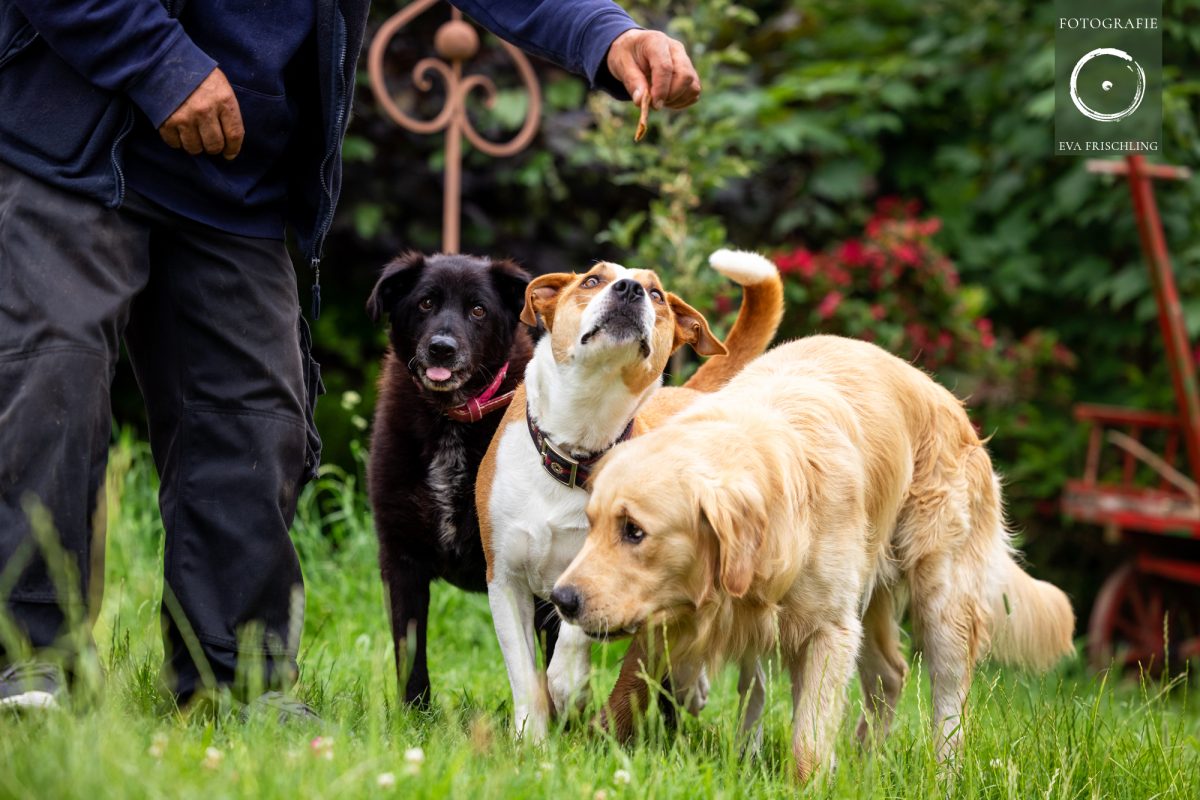 Pfotenhilfe Hunde 2021-60