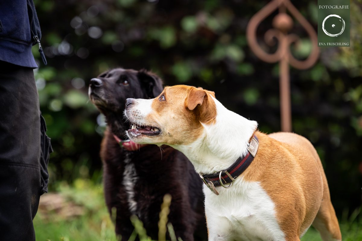 Pfotenhilfe Hunde 2021-61