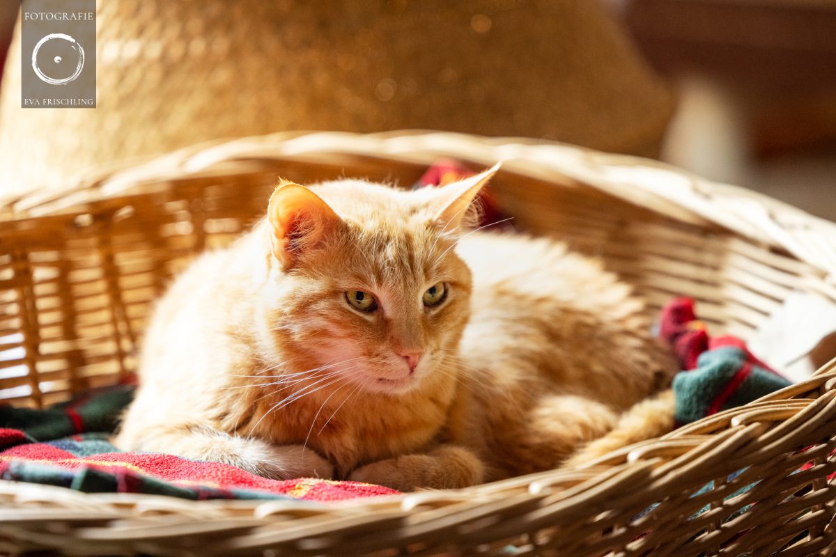 Pfotenhilfe Hunde 2021-64