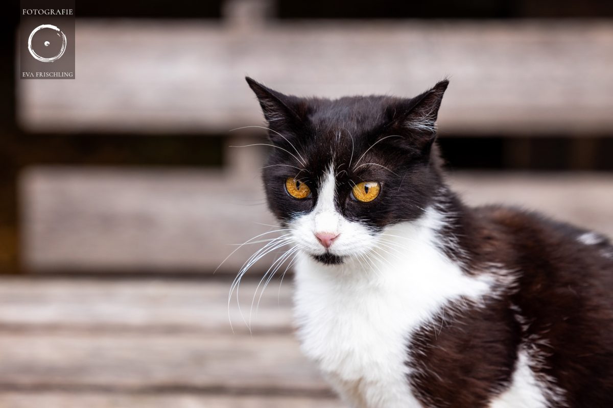 Pfotenhilfe Hunde 2021-65