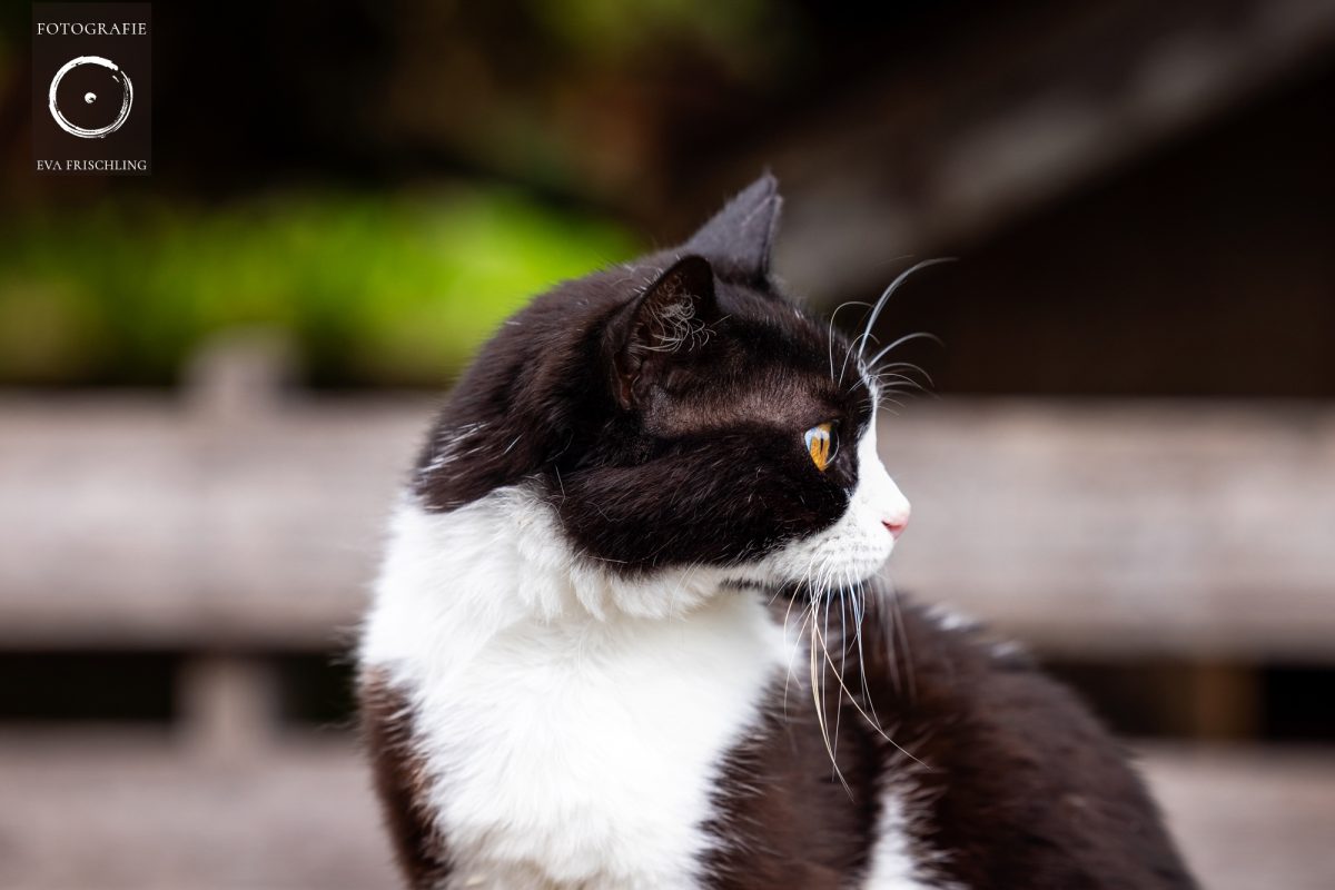 Pfotenhilfe Hunde 2021-66