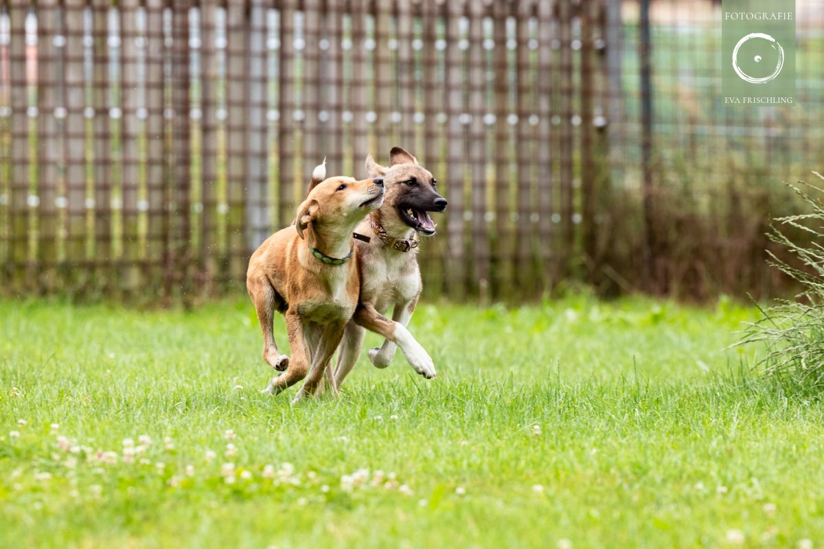 Pfotenhilfe Hunde 2021-7