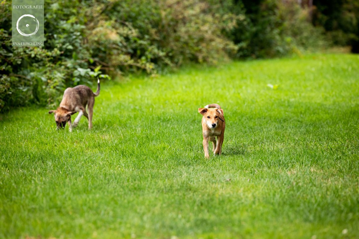 Pfotenhilfe Hunde 2021-8