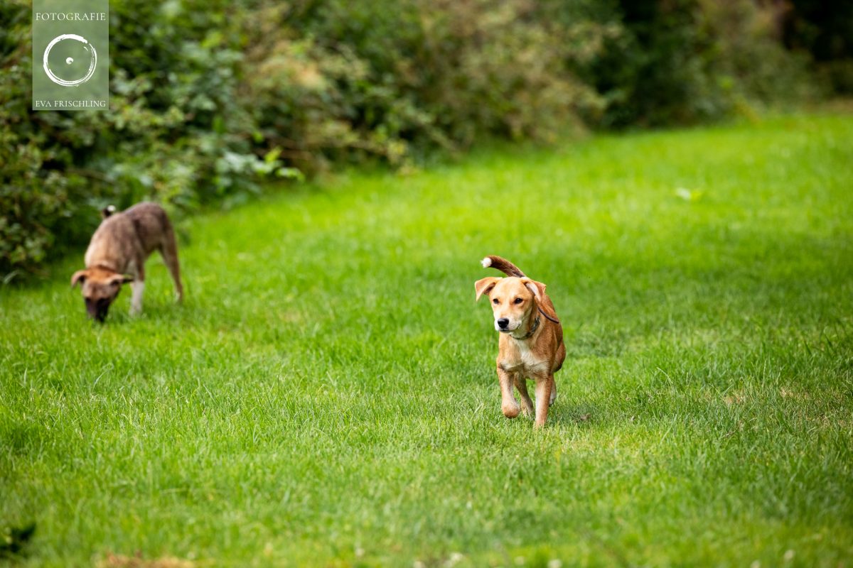 Pfotenhilfe Hunde 2021-9