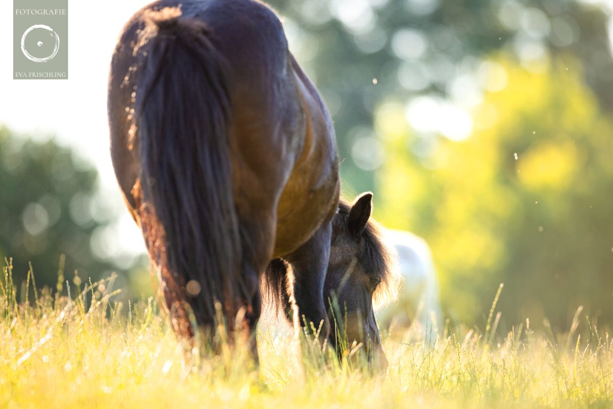 Pfotenhilfe Sommer 2021-11