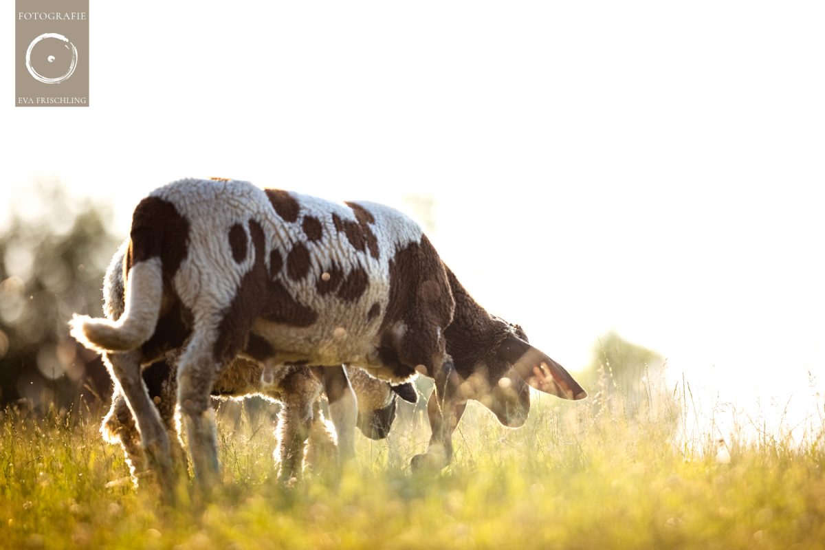 Pfotenhilfe Sommer 2021-12