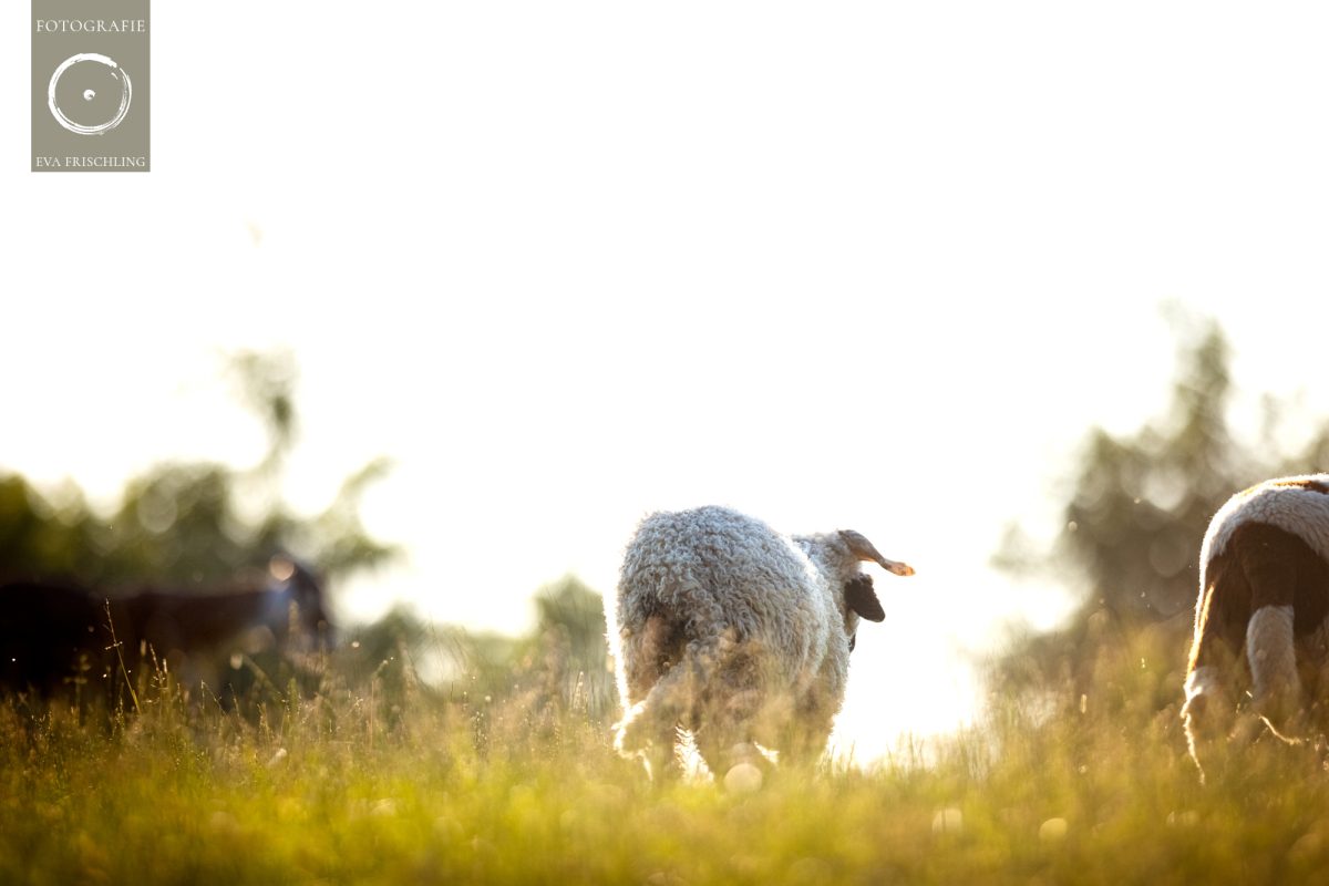 Pfotenhilfe Sommer 2021-13
