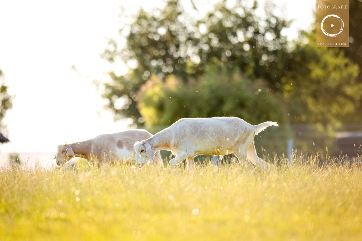Pfotenhilfe Sommer 2021-16