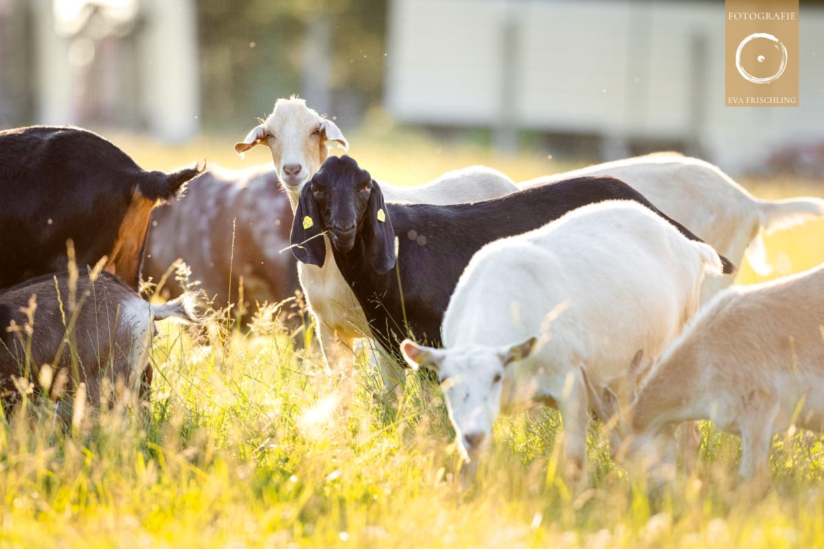 Pfotenhilfe Sommer 2021-19