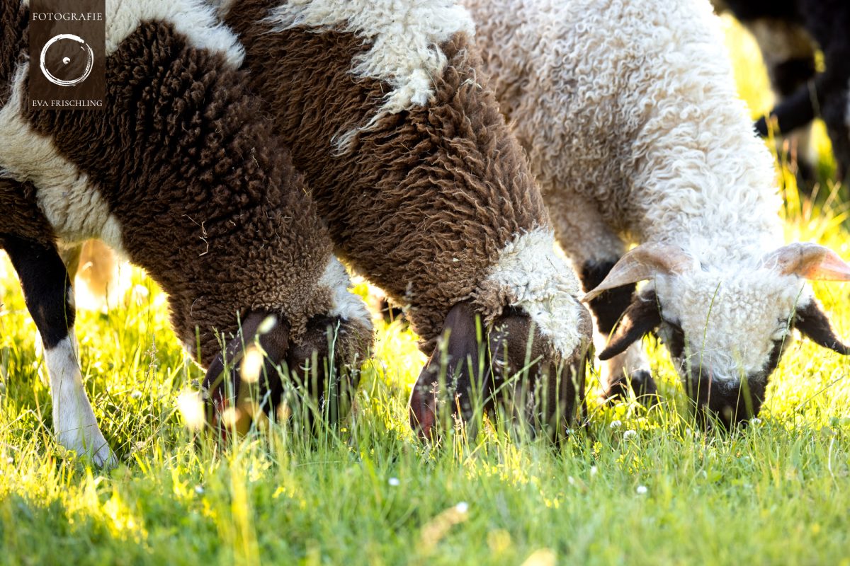 Pfotenhilfe Sommer 2021-2
