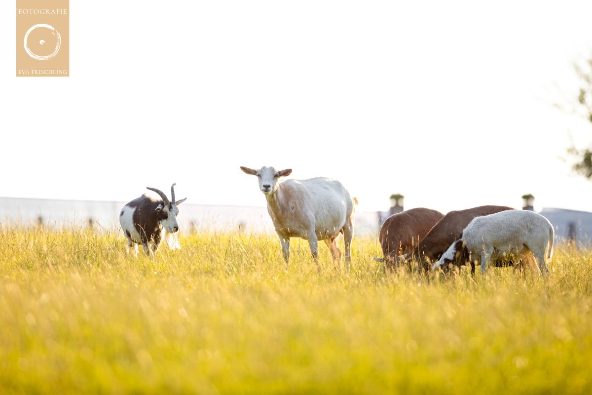 Pfotenhilfe Sommer 2021-21