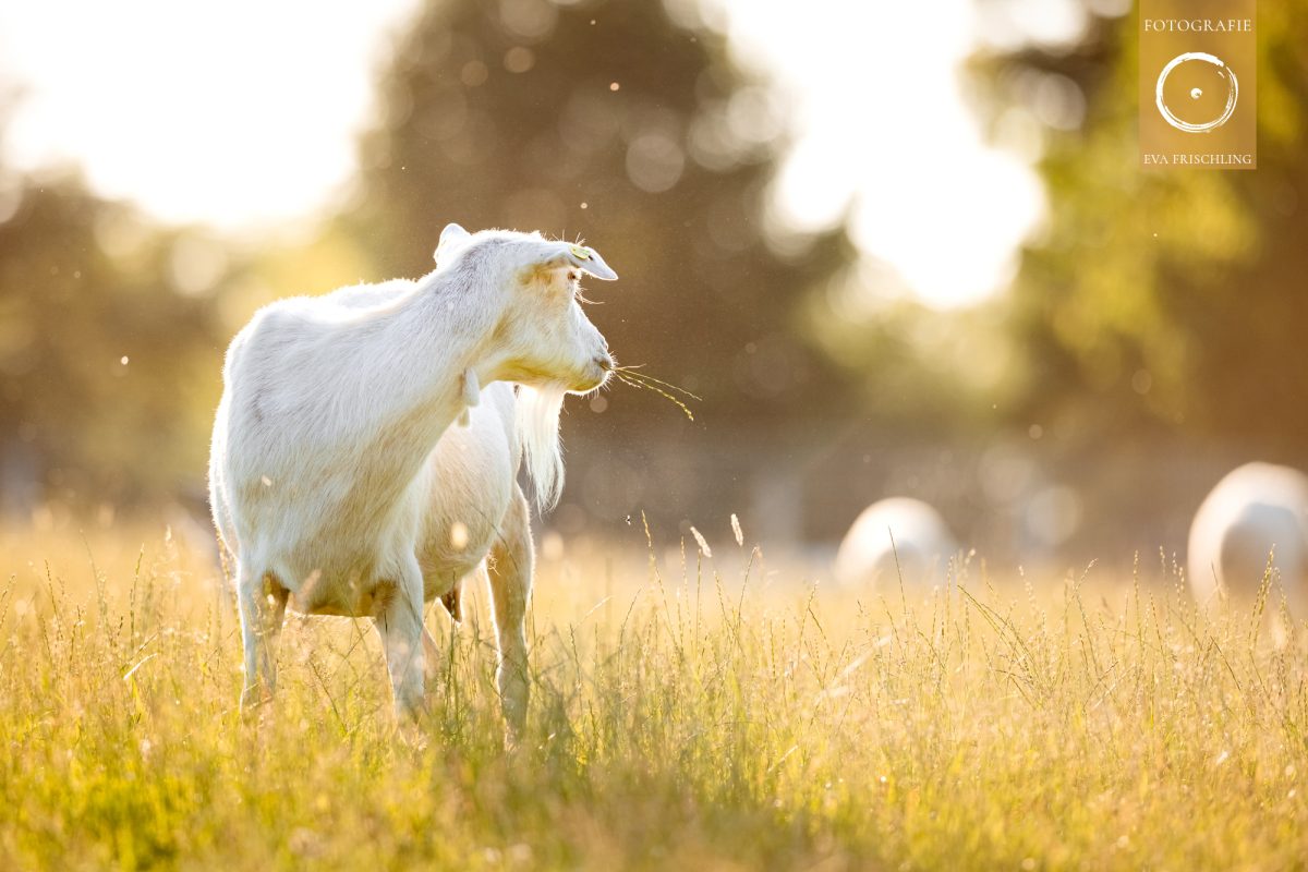Pfotenhilfe Sommer 2021-22