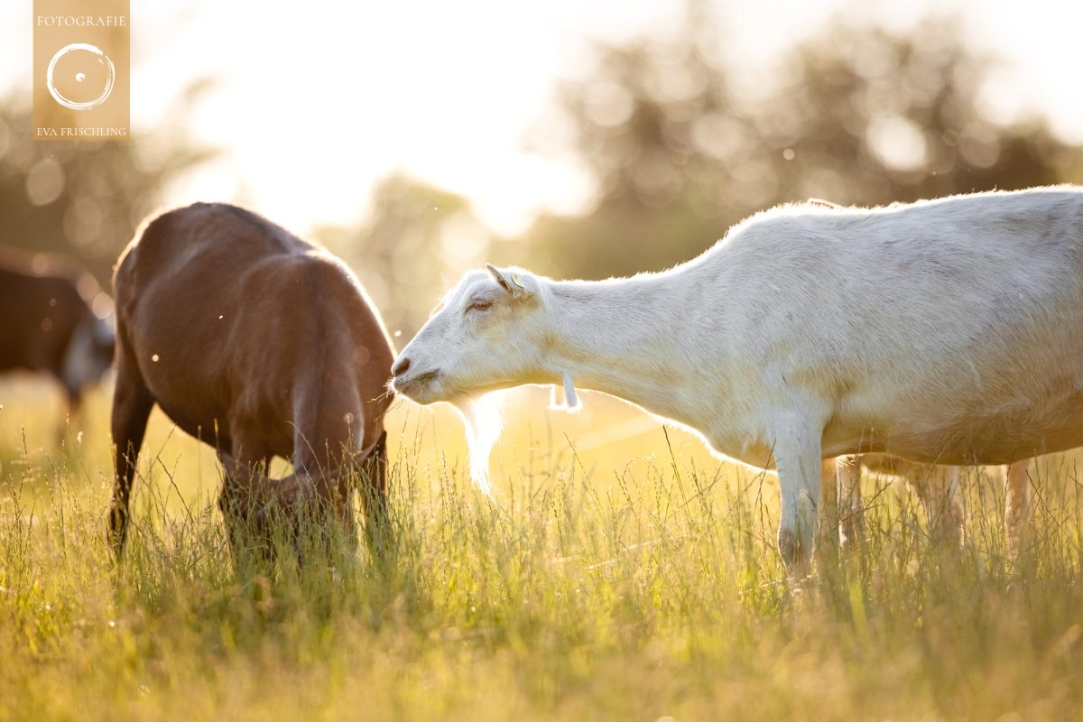 Pfotenhilfe Sommer 2021-23