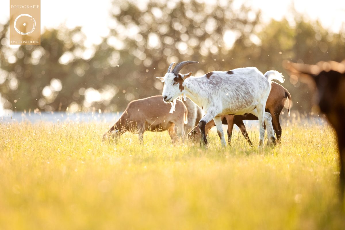 Pfotenhilfe Sommer 2021-25