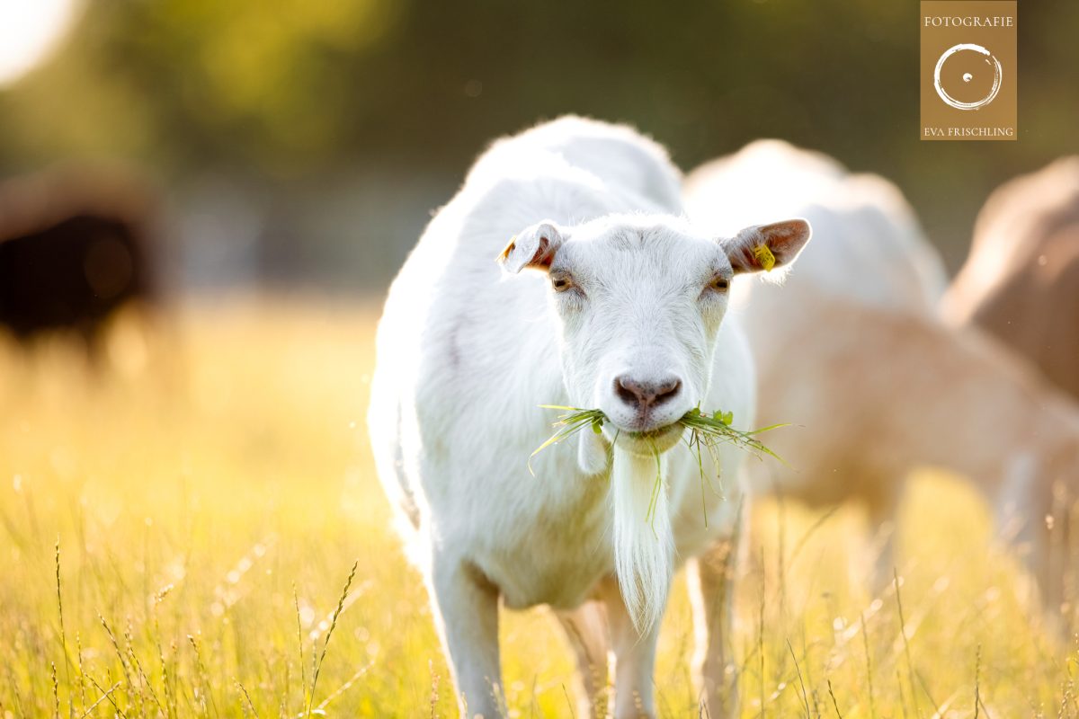 Pfotenhilfe Sommer 2021-27