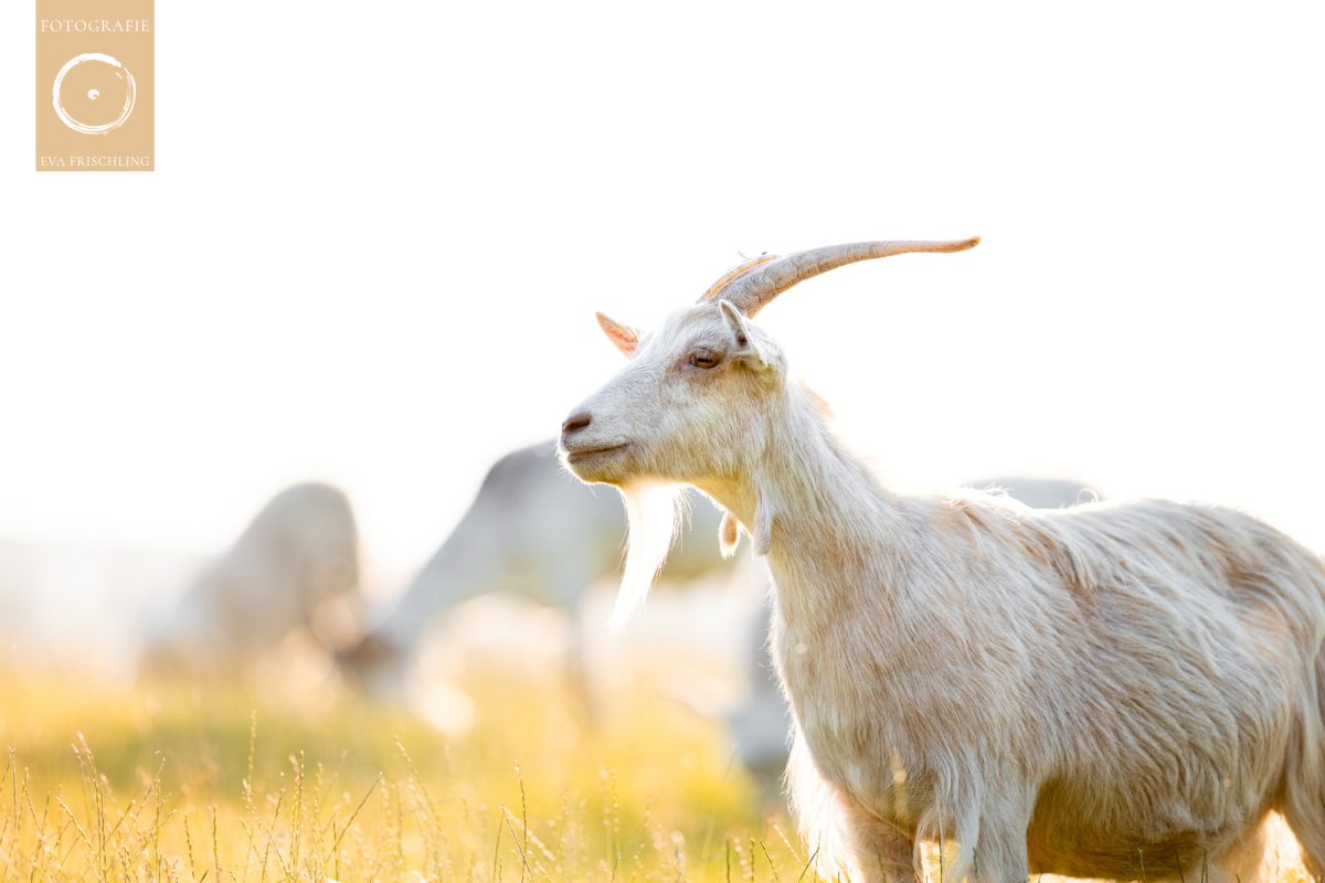 Pfotenhilfe Sommer 2021-29