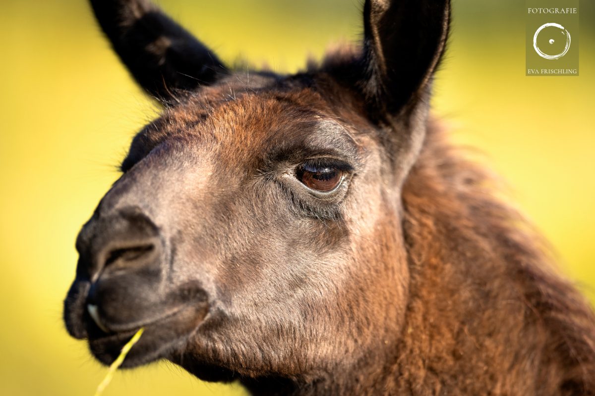 Pfotenhilfe Sommer 2021-3