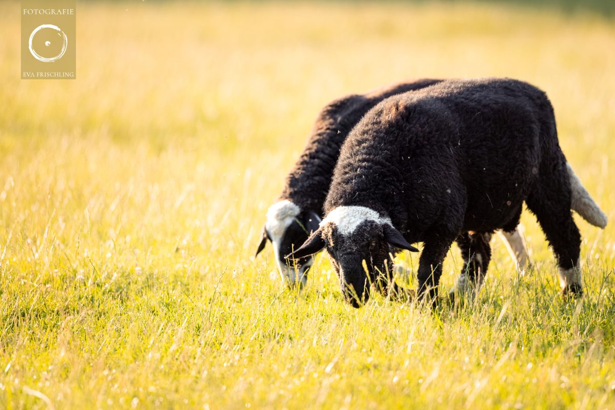 Pfotenhilfe Sommer 2021-31