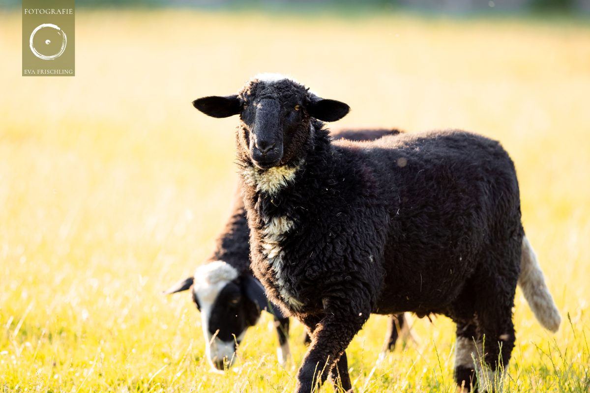 Pfotenhilfe Sommer 2021-32