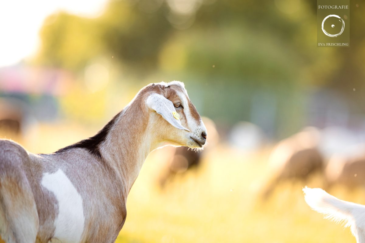 Pfotenhilfe Sommer 2021-33