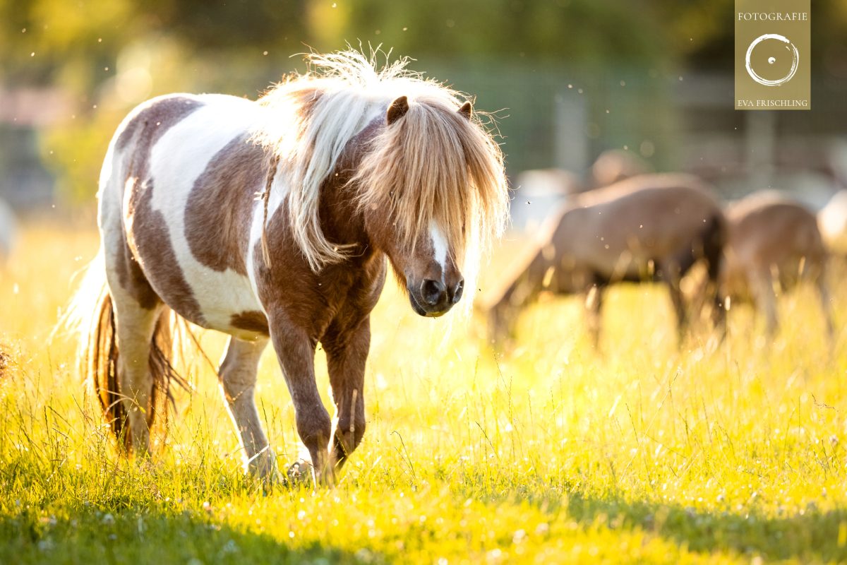 Pfotenhilfe Sommer 2021-34