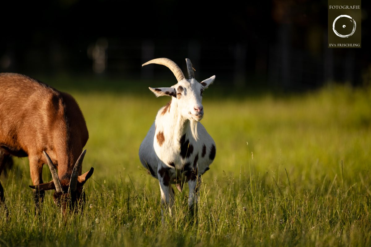 Pfotenhilfe Sommer 2021-35