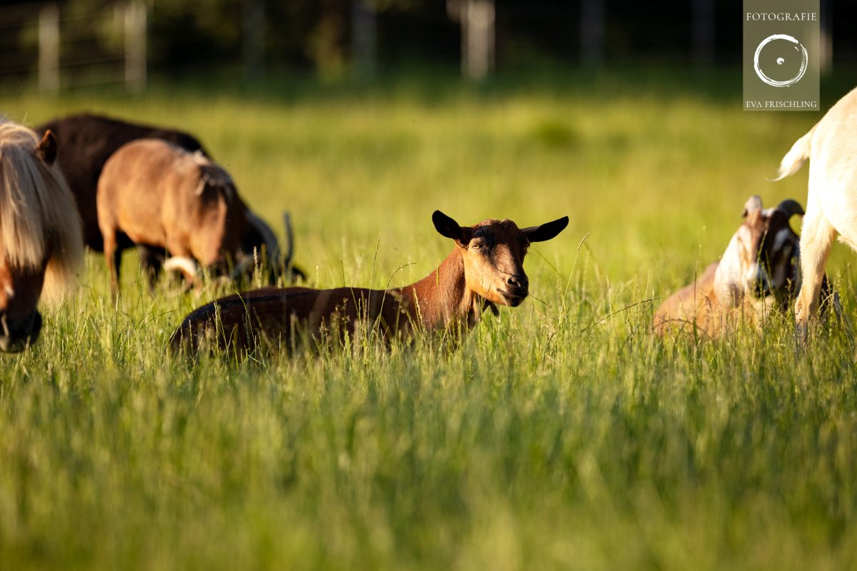 Pfotenhilfe Sommer 2021-36