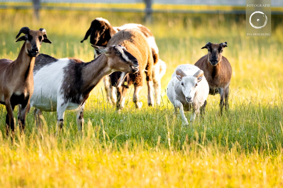 Pfotenhilfe Sommer 2021-37