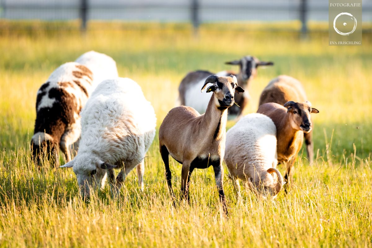 Pfotenhilfe Sommer 2021-38