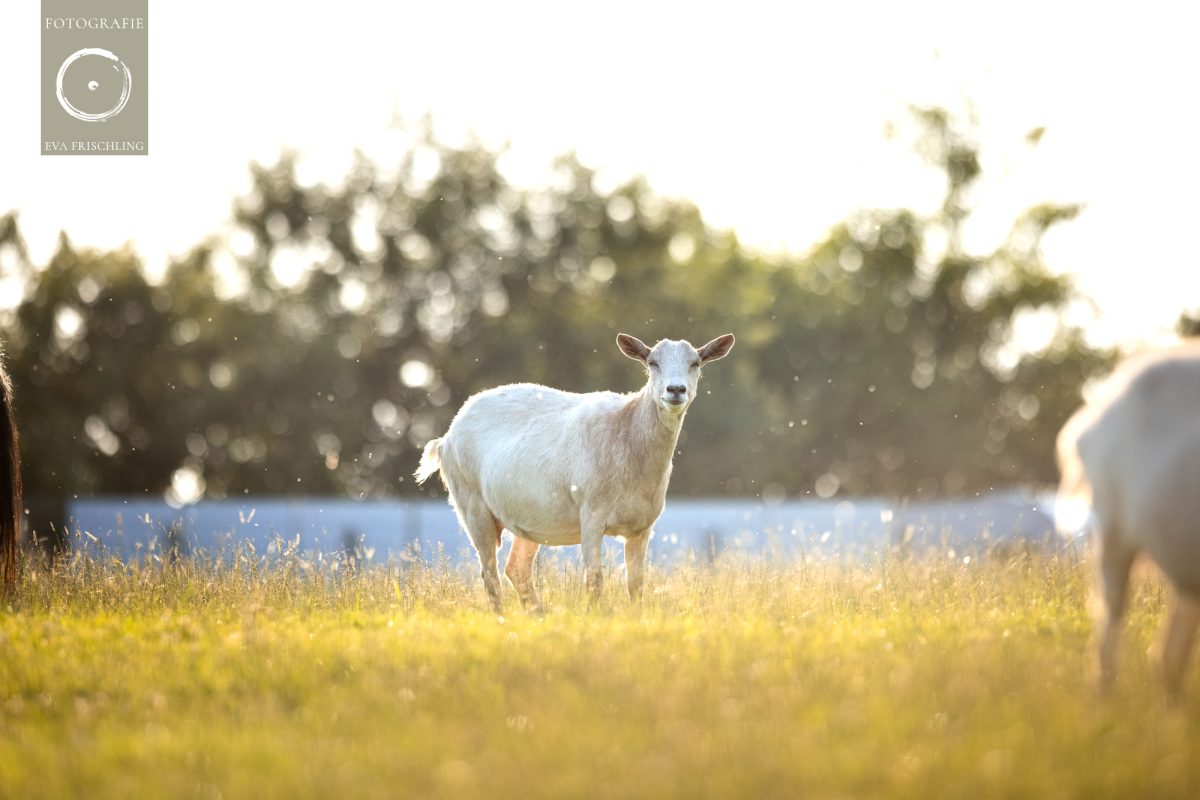Pfotenhilfe Sommer 2021-4