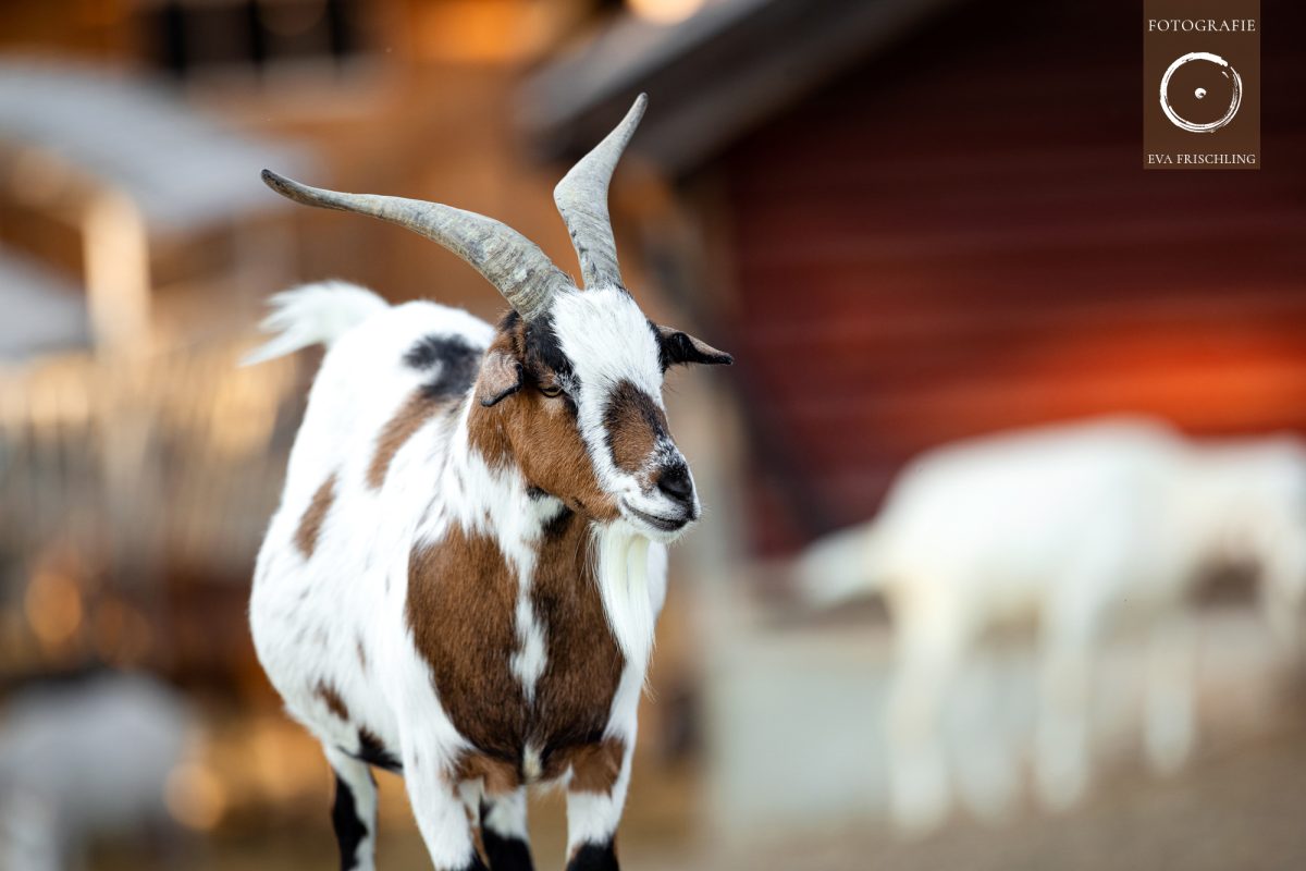 Pfotenhilfe Sommer 2021-40